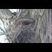 nest3.jpg